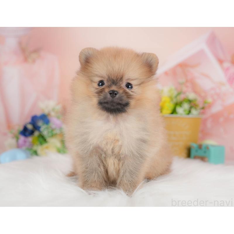 販売中の群馬県のポメラニアン-436172の7枚目
