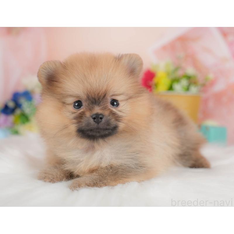販売中の群馬県のポメラニアン-436172の5枚目