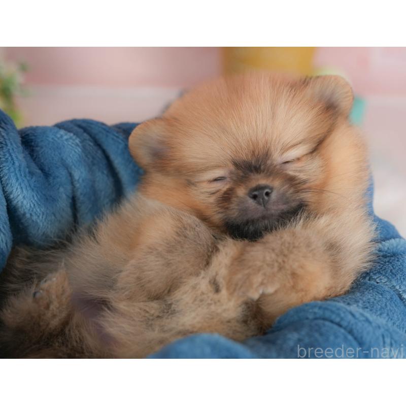 販売中の群馬県のポメラニアン-436172の4枚目