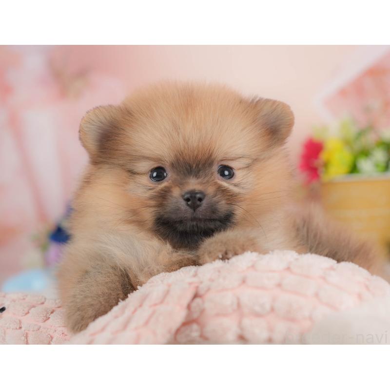 販売中の群馬県のポメラニアン-436172の3枚目