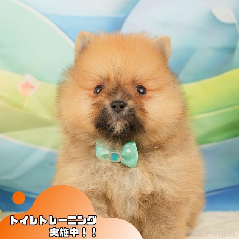 販売中ののポメラニアン-436104