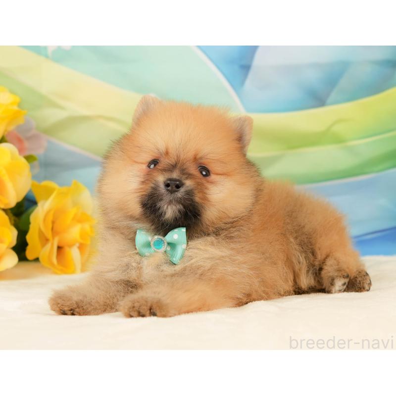 販売中の静岡県のポメラニアン-436104の13枚目