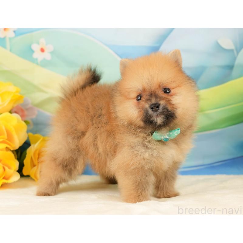 販売中の静岡県のポメラニアン-436104の12枚目