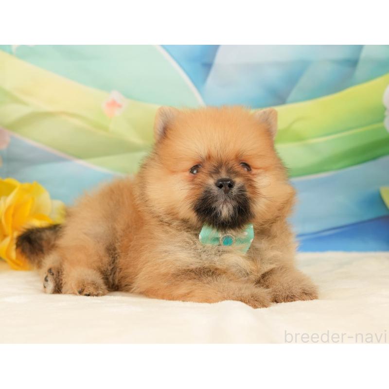 販売中の静岡県のポメラニアン-436104の11枚目