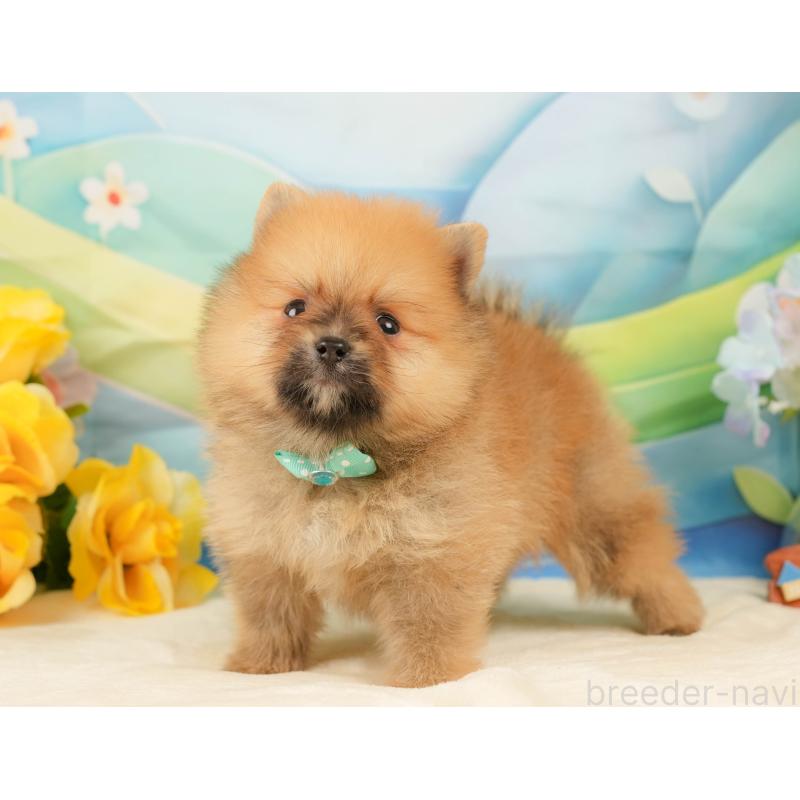販売中の静岡県のポメラニアン-436104の10枚目