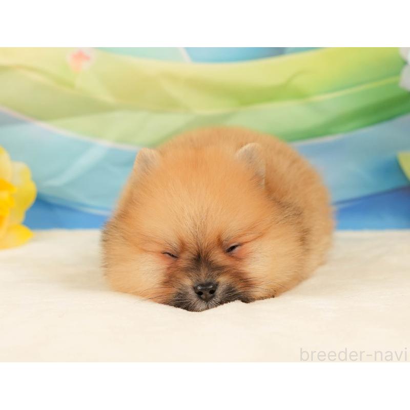 販売中の静岡県のポメラニアン-436104の9枚目