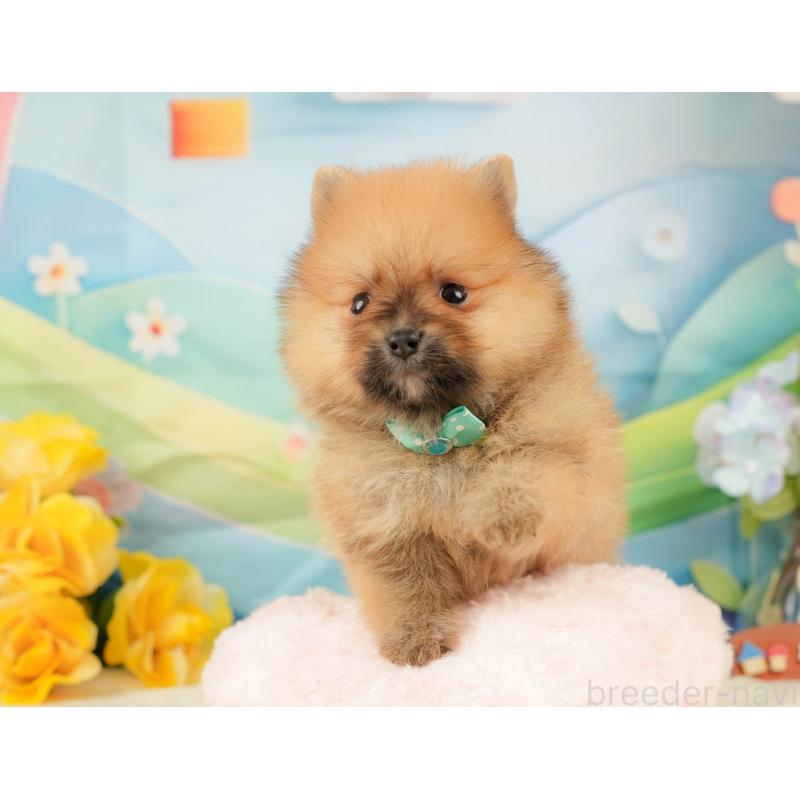 販売中の静岡県のポメラニアン-436104の8枚目