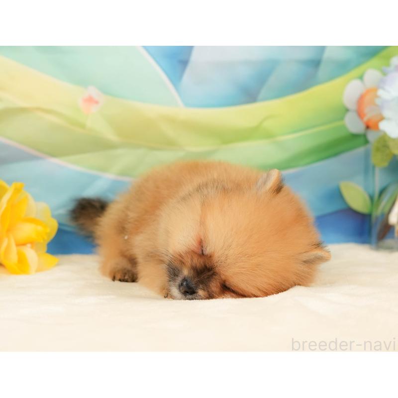 販売中の静岡県のポメラニアン-436104の7枚目