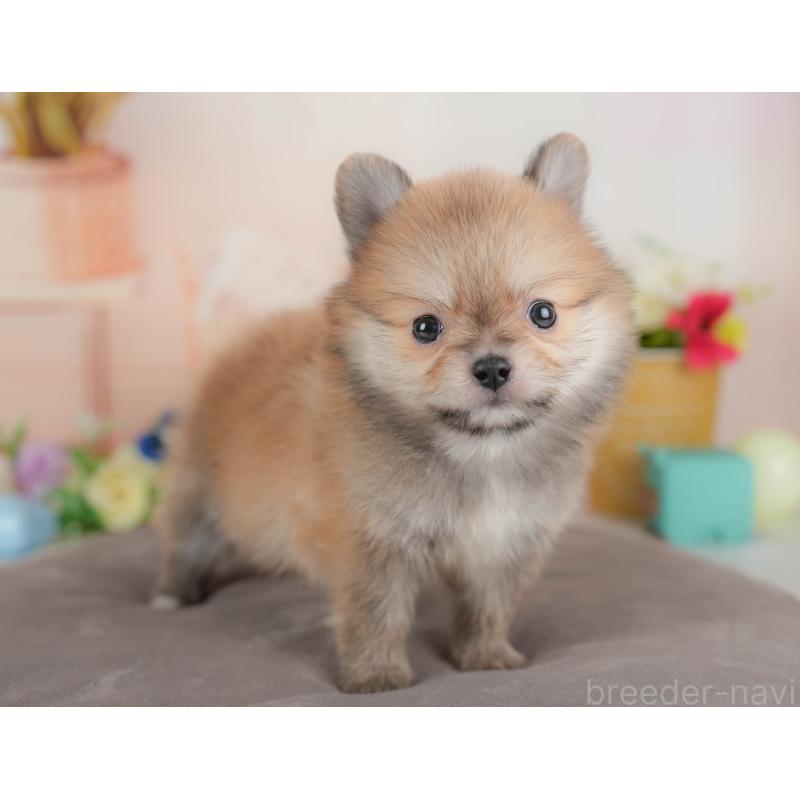 販売中の群馬県のポメチワ:ポメラニアン×チワワ-436170の7枚目