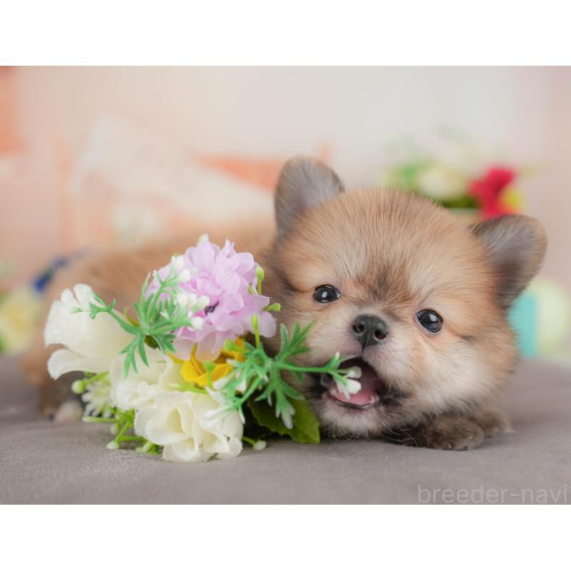 販売中の群馬県のポメチワ:ポメラニアン×チワワ-436170の5枚目