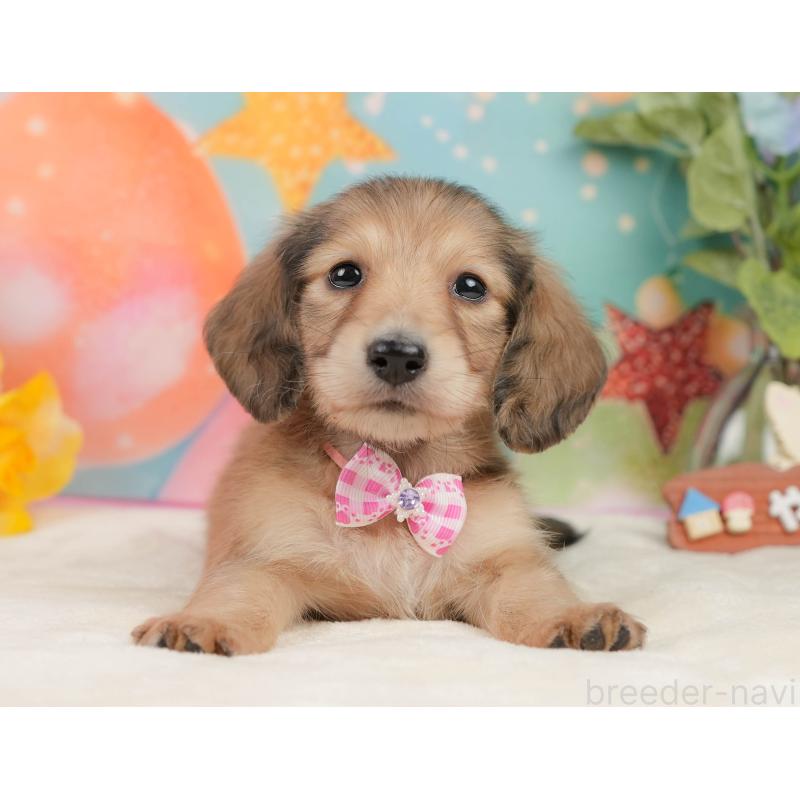 販売中の静岡県のミニチュアダックスフンド(ロングヘアード)-436099の13枚目