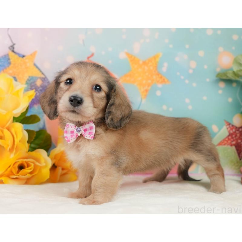 販売中の静岡県のミニチュアダックスフンド(ロングヘアード)-436099の12枚目