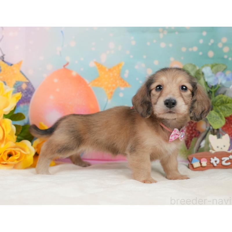 販売中の静岡県のミニチュアダックスフンド(ロングヘアード)-436099の10枚目