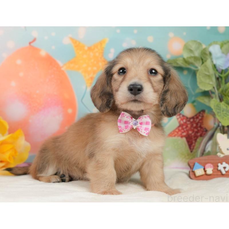 販売中の静岡県のミニチュアダックスフンド(ロングヘアード)-436099の9枚目