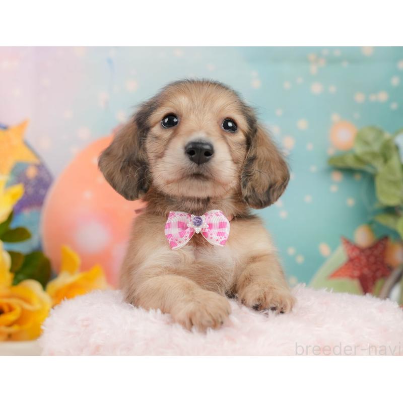 販売中の静岡県のミニチュアダックスフンド(ロングヘアード)-436099の7枚目