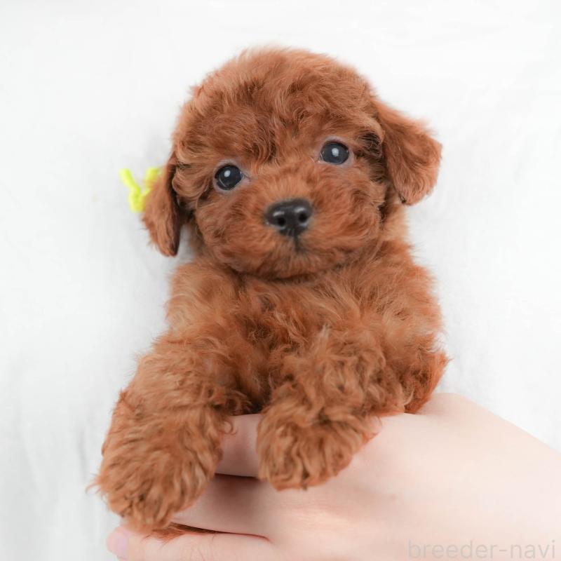 販売中の群馬県のトイプードル-436165