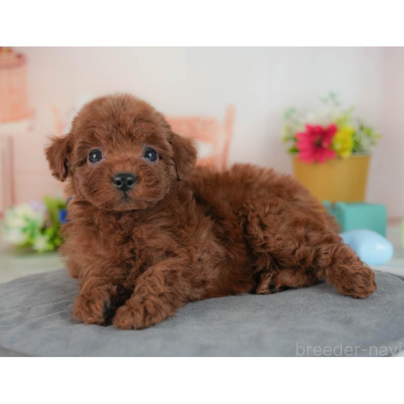 販売中の群馬県のトイプードル-436165の8枚目