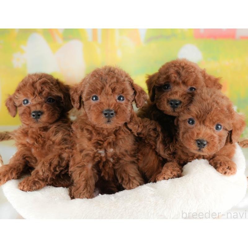 販売中の群馬県のトイプードル-436165の7枚目