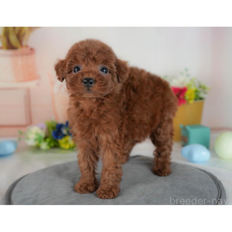 販売中の群馬県のトイプードル-436165の6枚目