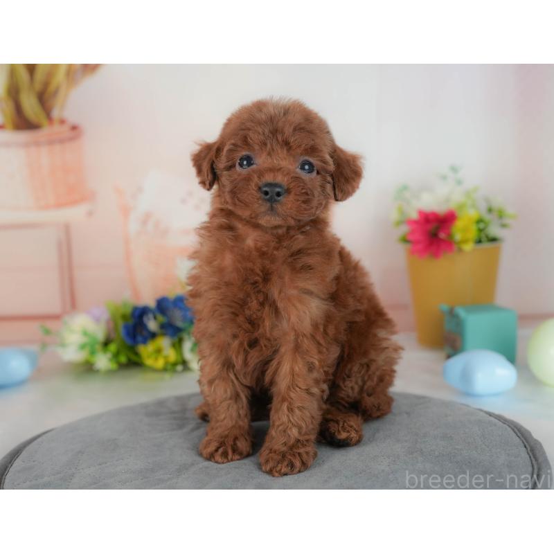 販売中の群馬県のトイプードル-436165の5枚目