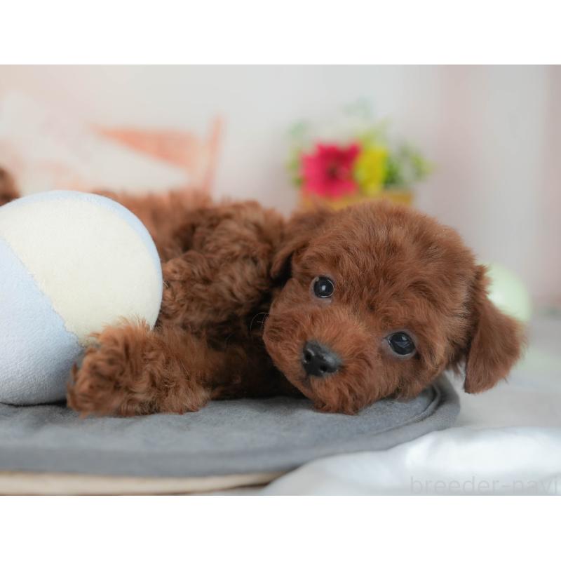 販売中の群馬県のトイプードル-436165の4枚目