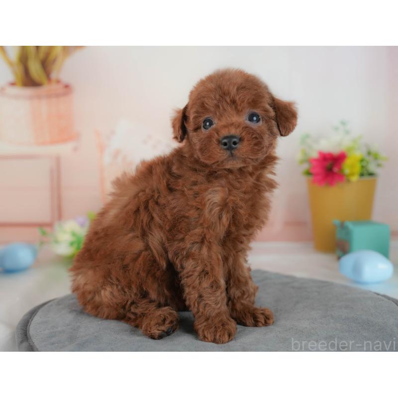 販売中の群馬県のトイプードル-436165の3枚目