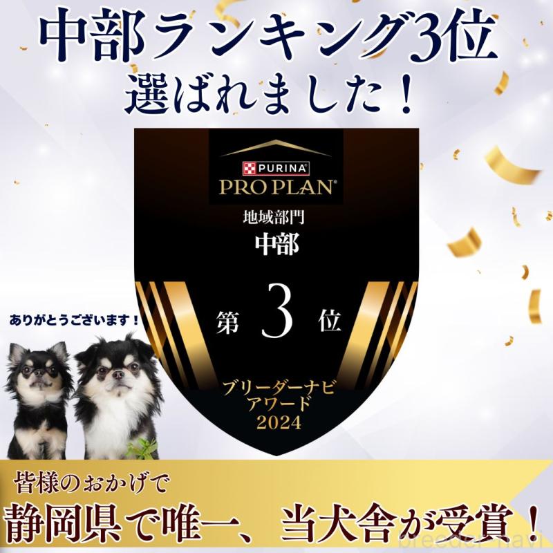 販売中の静岡県のミニチュアダックスフンド(ロングヘアード)-436098の14枚目