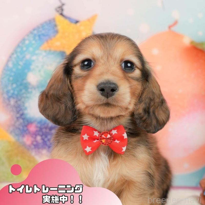 販売中の静岡県のミニチュアダックスフンド(ロングヘアード)-436098の1枚目