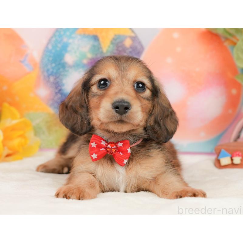 販売中の静岡県のミニチュアダックスフンド(ロングヘアード)-436098の13枚目