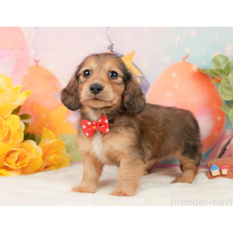 販売中の静岡県のミニチュアダックスフンド(ロングヘアード)-436098の12枚目