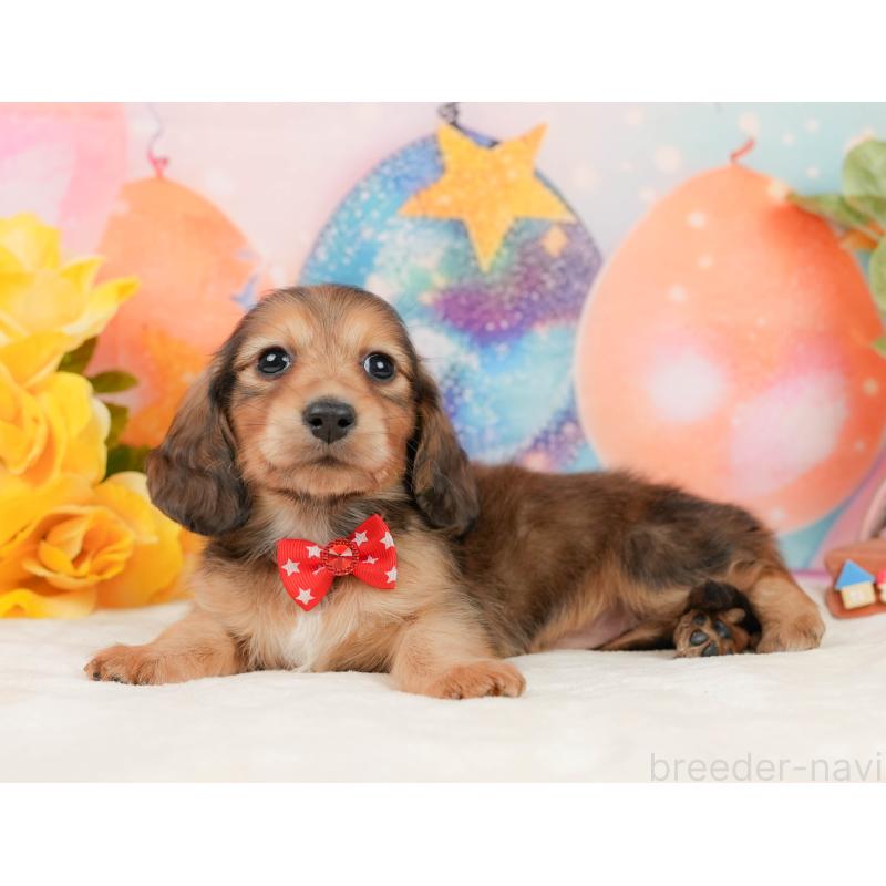 販売中の静岡県のミニチュアダックスフンド(ロングヘアード)-436098の11枚目