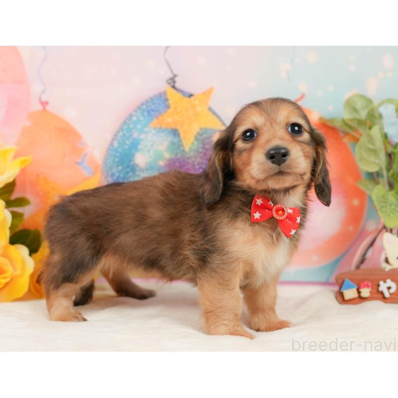 販売中の静岡県のミニチュアダックスフンド(ロングヘアード)-436098の10枚目