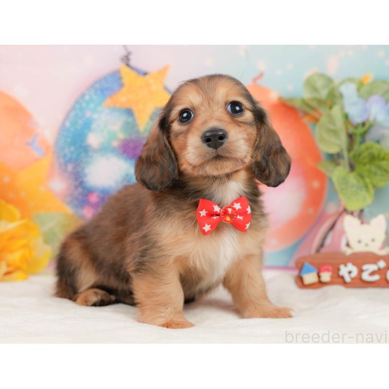 販売中の静岡県のミニチュアダックスフンド(ロングヘアード)-436098の9枚目