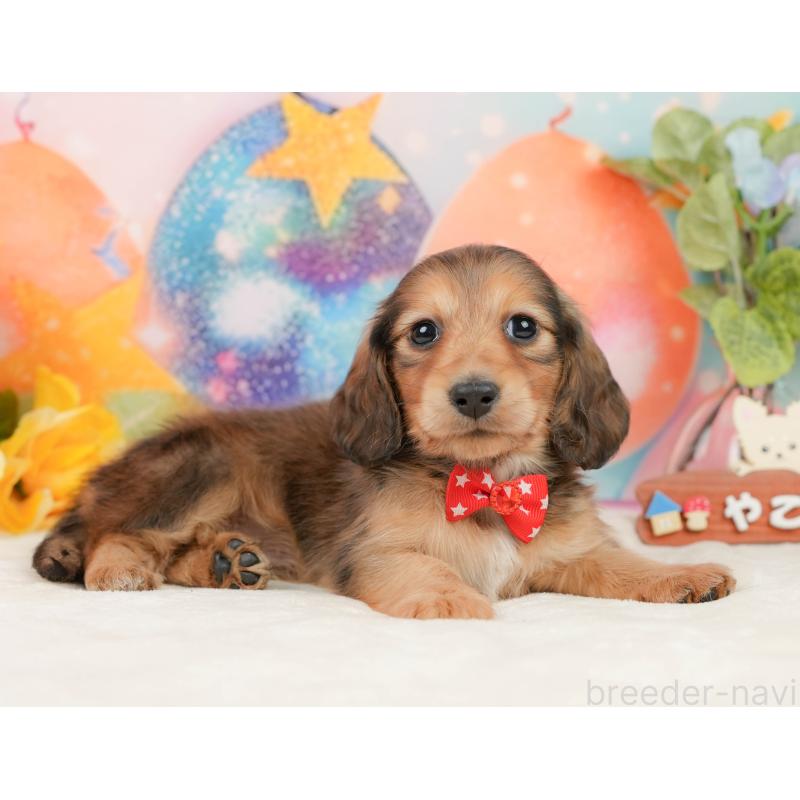 販売中の静岡県のミニチュアダックスフンド(ロングヘアード)-436098の8枚目