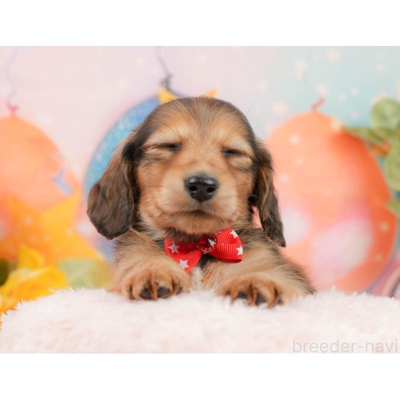 販売中の静岡県のミニチュアダックスフンド(ロングヘアード)-436098の7枚目