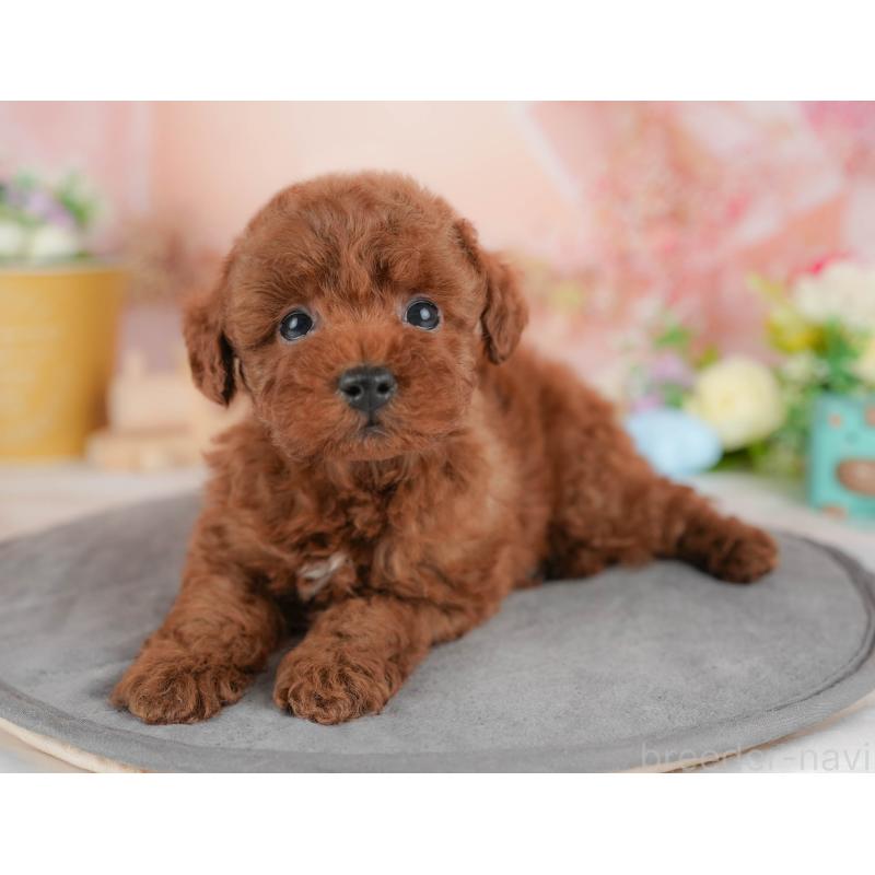 販売中の群馬県のトイプードル-436163の8枚目