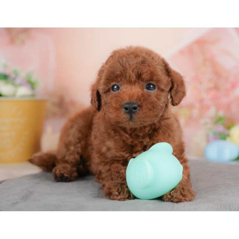 販売中の群馬県のトイプードル-436163の6枚目