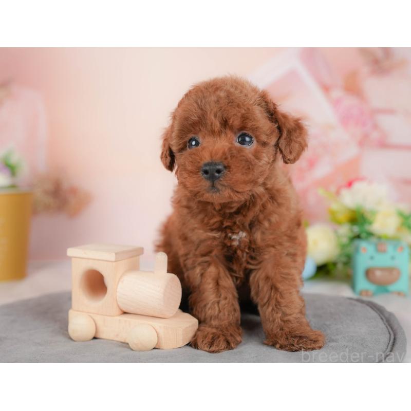 販売中の群馬県のトイプードル-436163の5枚目