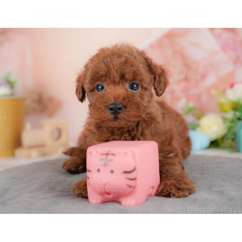 販売中の群馬県のトイプードル-436163の4枚目