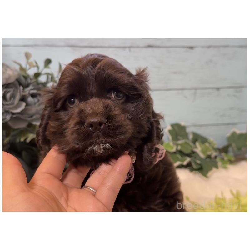 販売中の埼玉県のアメリカンコッカースパニエル-436064の14枚目