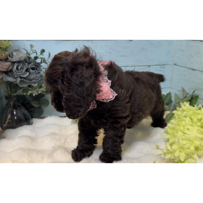 販売中の埼玉県のアメリカンコッカースパニエル-436064の13枚目