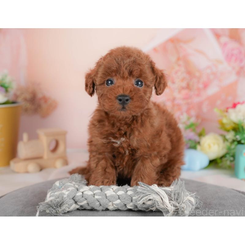 販売中の群馬県のトイプードル-436163の3枚目