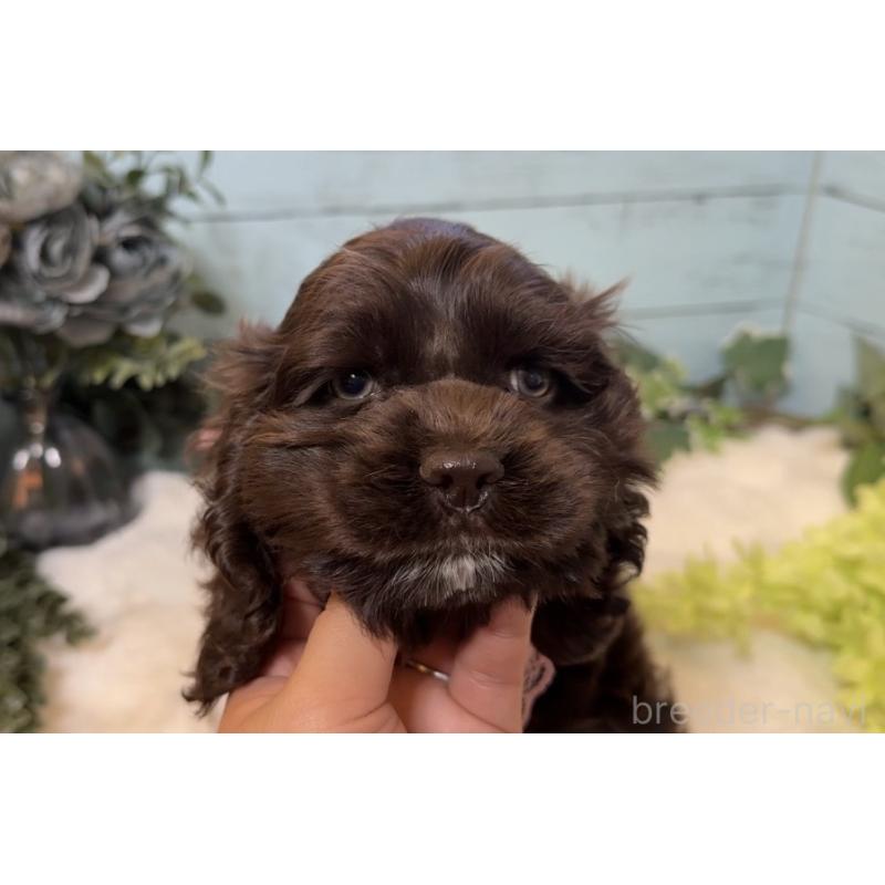 販売中の埼玉県のアメリカンコッカースパニエル-436064の11枚目