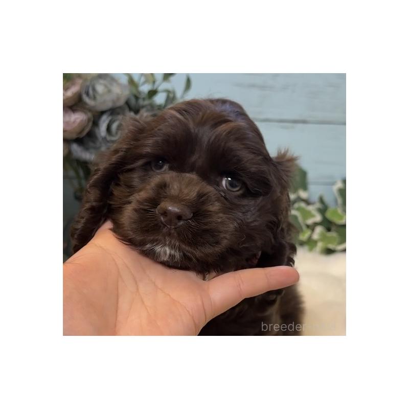 販売中の埼玉県のアメリカンコッカースパニエル-436064の12枚目