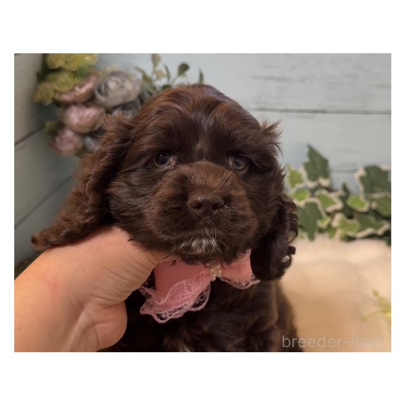 販売中の埼玉県のアメリカンコッカースパニエル-436064の10枚目