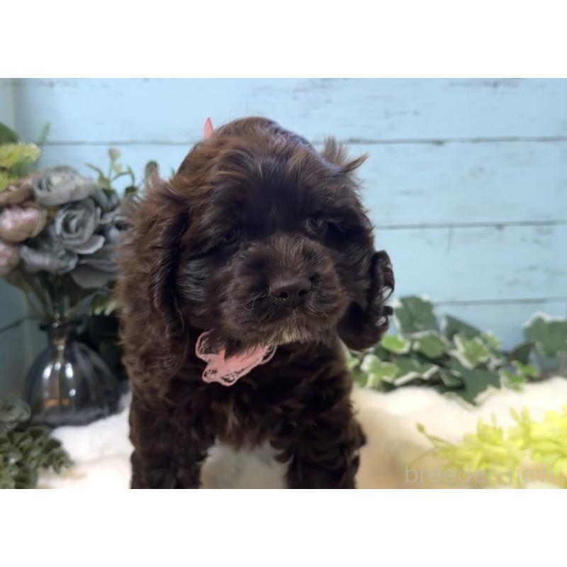 販売中の埼玉県のアメリカンコッカースパニエル-436064の9枚目