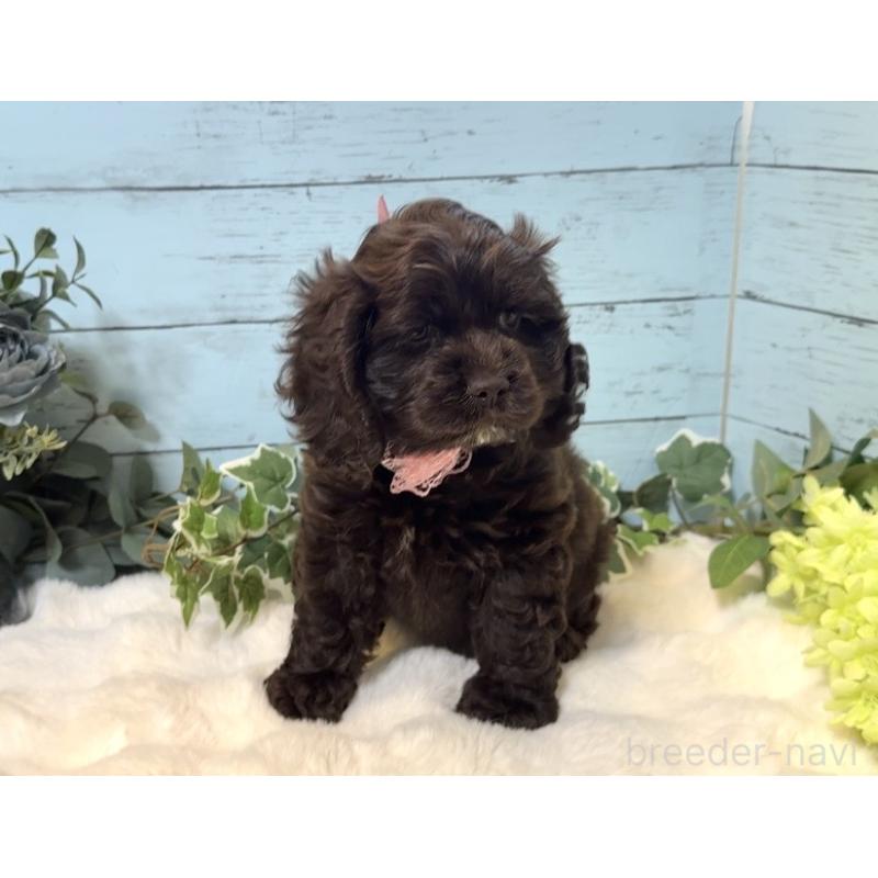 販売中の埼玉県のアメリカンコッカースパニエル-436064の7枚目