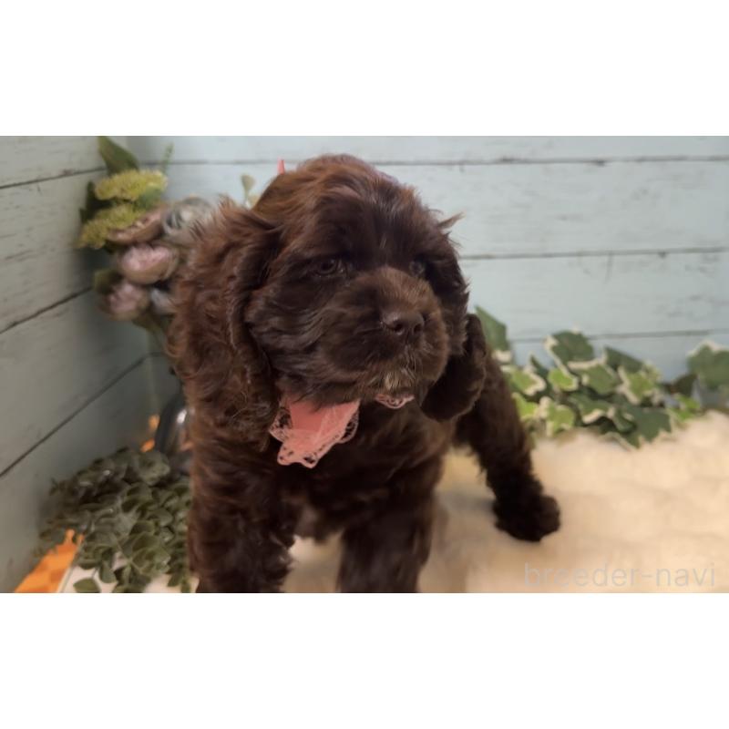 販売中の埼玉県のアメリカンコッカースパニエル-436064の8枚目