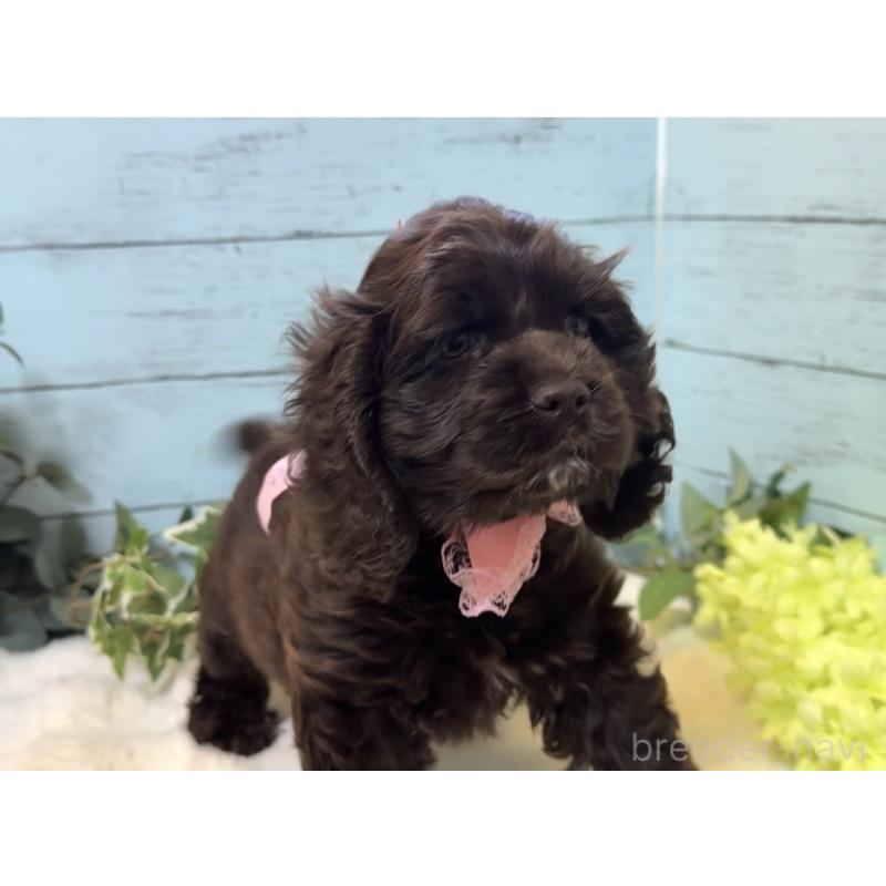 販売中の埼玉県のアメリカンコッカースパニエル-436064の6枚目