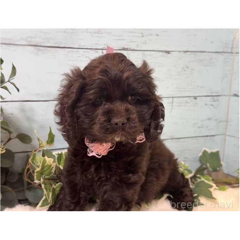 販売中の埼玉県のアメリカンコッカースパニエル-436064の5枚目